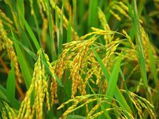 传统稻作育良种